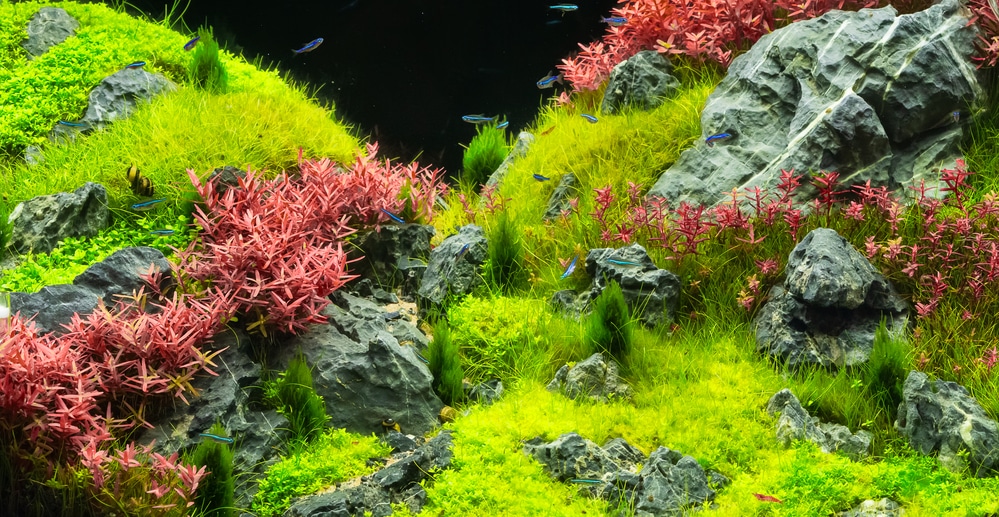 aquarium carpet plants