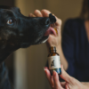 What Health Benefits Does CBD Oil Offer for Canines, According to Research?
