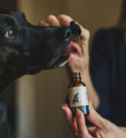 What Health Benefits Does CBD Oil Offer for Canines, According to Research?