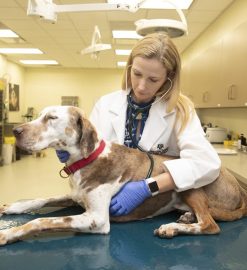 Unlocking Canine Mysteries: Choosing the Best Dog DNA Test for Your Furry Friend