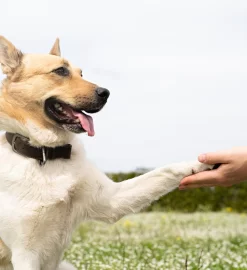 Keep Your Pup’s Belly in Balance: The Benefits of Probiotic Supplements